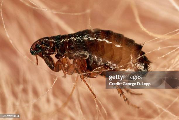 1,309 蚤 Stock Photos, High-Res Pictures, and Images - Getty Images