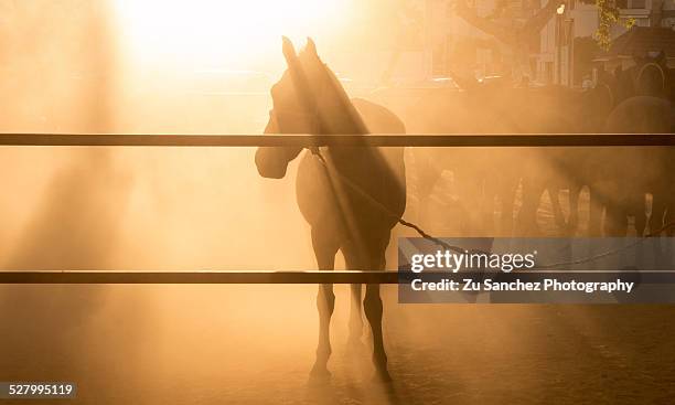 horse - arabian horse stock pictures, royalty-free photos & images