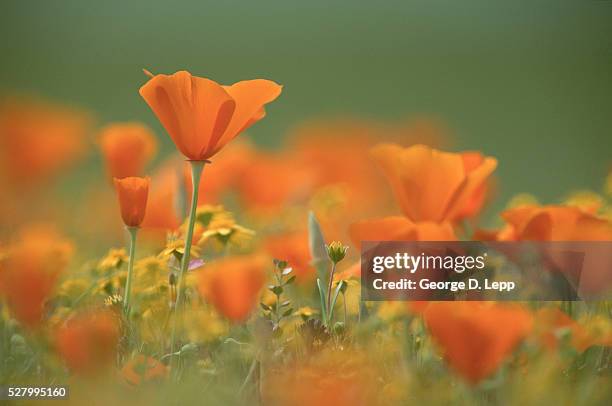 california poppies and goldenfields - pavot de californie photos et images de collection