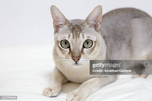 singapura cat looking into the camera - singapura fotografías e imágenes de stock