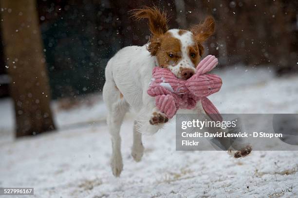 the easter bunny hop - brittany spaniel fotografías e imágenes de stock