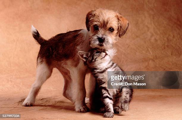 kitten and puppy nuzzling - cute puppies and kittens stock pictures, royalty-free photos & images