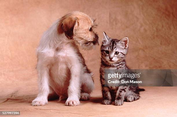 292 Funny Puppies And Kittens Photos and Premium High Res Pictures - Getty  Images