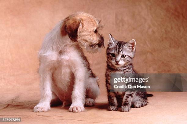 292 Funny Puppies And Kittens Photos and Premium High Res Pictures - Getty Images 292 Funny Puppies And Kittens Photos and Premium High Res Pictures - Getty Images