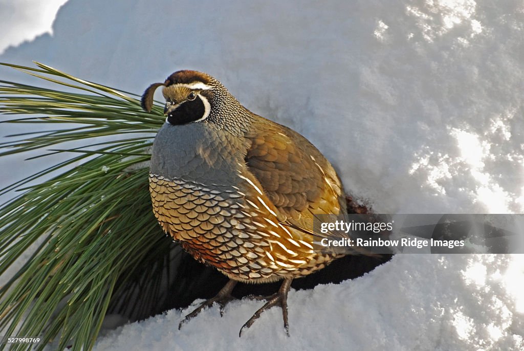 Tom Quail