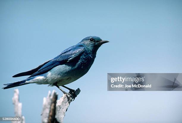 mountain bluebird - berghüttensänger stock-fotos und bilder