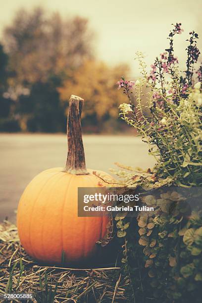 pumpkin surrounded by flowers - calabaza foto e immagini stock