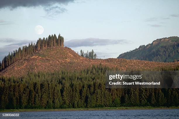 1 324 Forêt Nationale De Tongass Stock Photos, HighRes Pictures, and