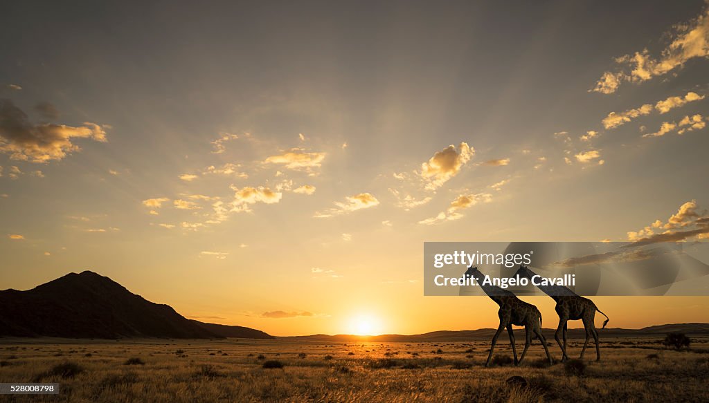 Giraffes at sunset in Etosha National Park