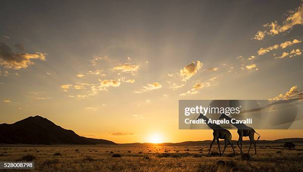 giraffes at sunset in etosha national park - etosha nationaal park stockfoto's en -beelden