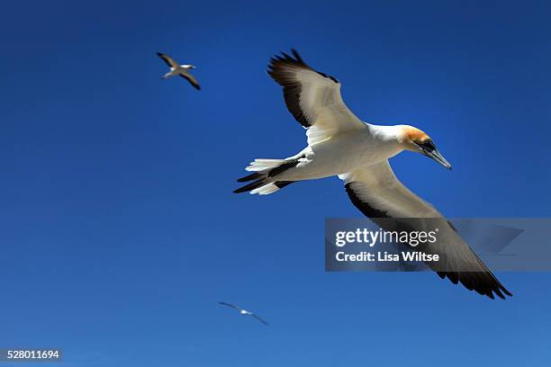 Thousands of Australasian Gannet gathered at the Plateau Colony of the Cape Kidnapper Gannet Reserve This popular tourist destination, at the...