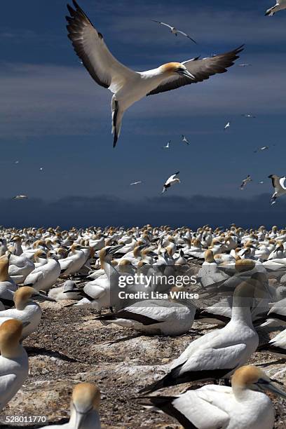 Thousands of Australasian Gannet gathered at the Plateau Colony of the Cape Kidnapper Gannet Reserve This popular tourist destination, at the...