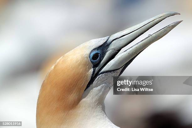 Thousands of Australasian Gannet gathered at the Plateau Colony of the Cape Kidnapper Gannet Reserve This popular tourist destination, at the...