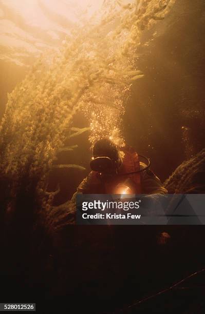 Diver examines aquatic plants in the murky waters of Loch Ness.