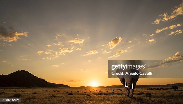 lone elephant at sunset in etosha national park - african elephants sunset stock pictures, royalty-free photos & images