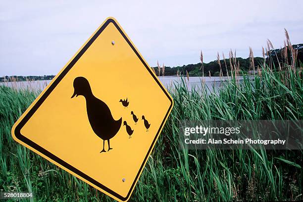 duck crossing - animal crossing sign photos et images de collection