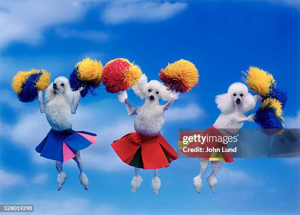 cheerleading poodles - kitsch stock-fotos und bilder