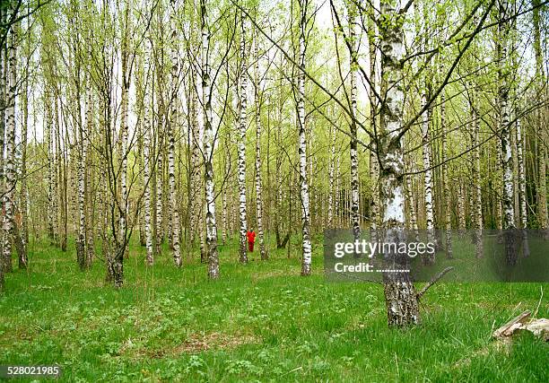 finnish forrest with intruder - turku finland stock pictures, royalty-free photos & images