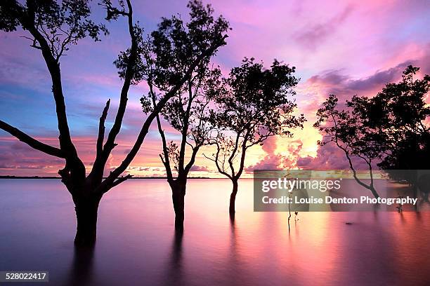 see through the trees - darwin australia stock pictures, royalty-free photos & images