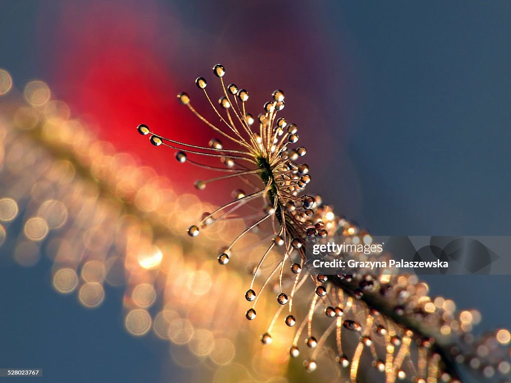 Sundew