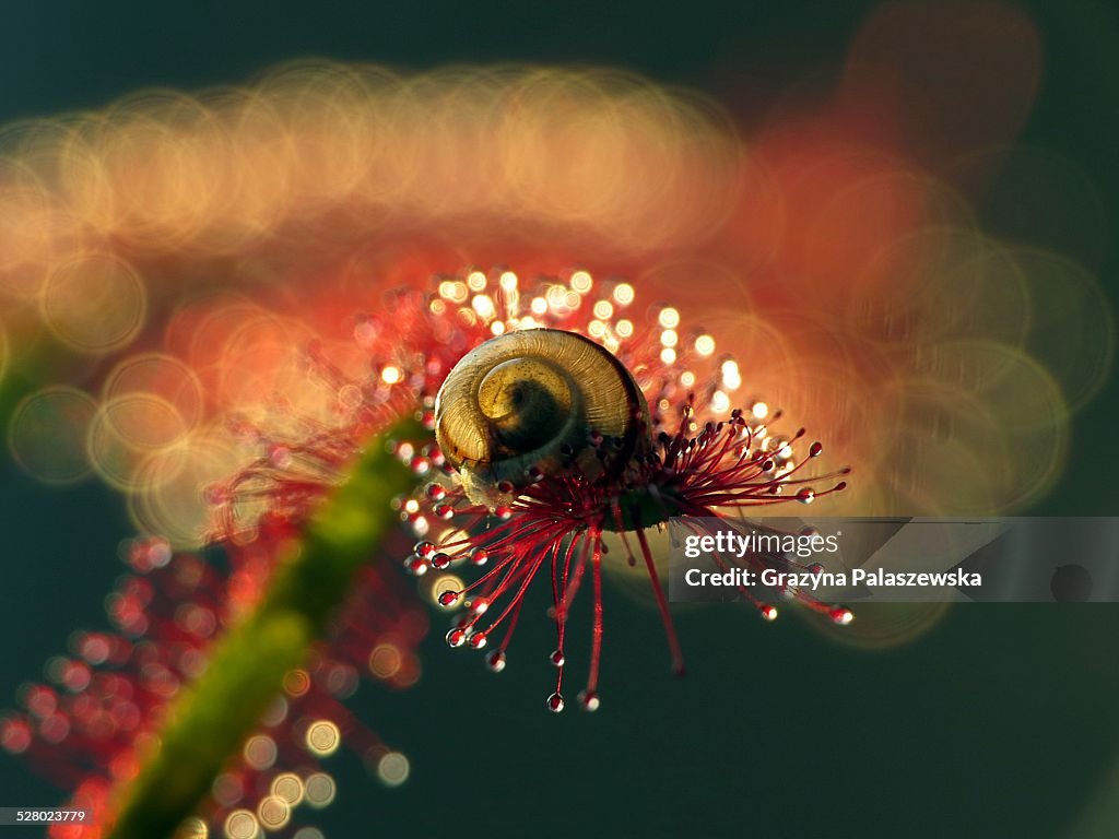 Sundew