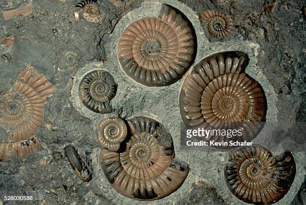 early jurassic promicroceras planicosta fossil - fossil stock pictures, royalty-free photos & images