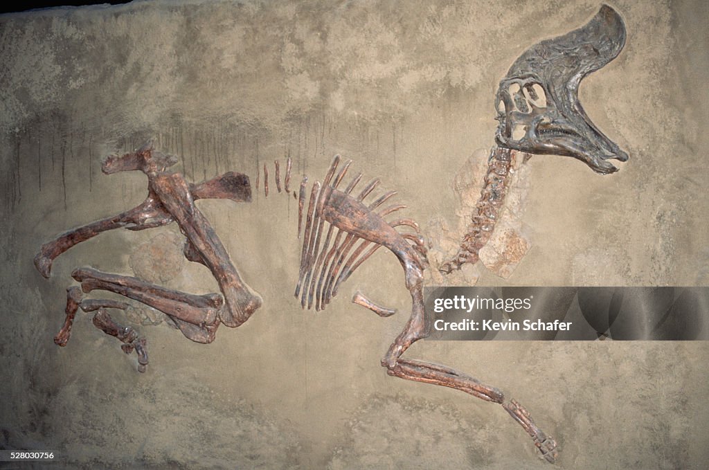 Cretaceous Lambeosaurus Dinosaur Fossil