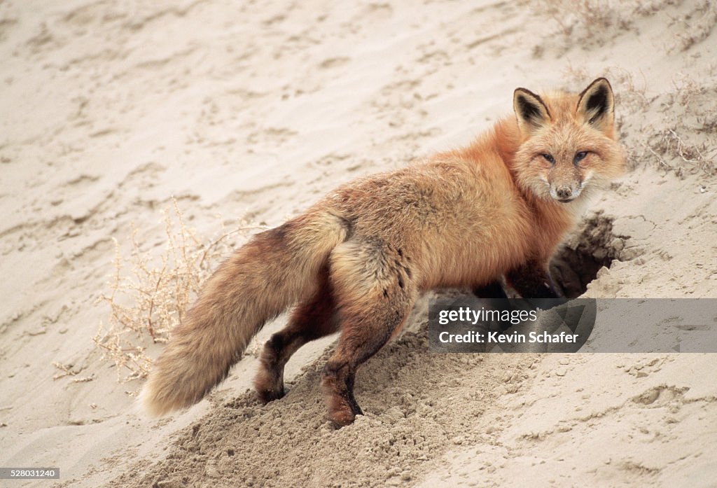 Red Fox Digging A Burrow High-Res Stock Photo - Getty Images