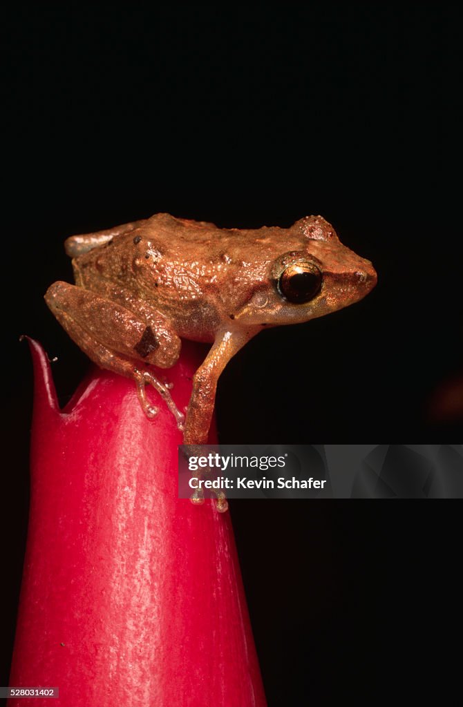 Eleutherodactylus Coqui Frog