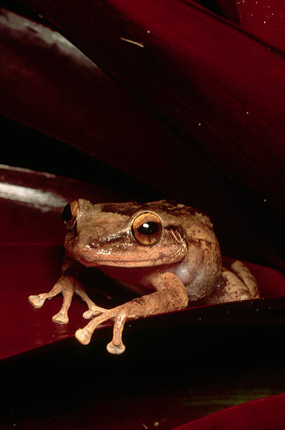 Coqui Photos and Premium High Res Pictures - Getty Images