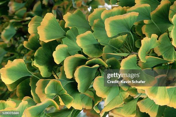 gingko leaves with yellow rims - ginkgo tree - fotografias e filmes do acervo