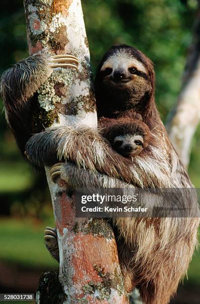 three-toed tree sloth with young - bicho preguiça - fotografias e filmes do acervo