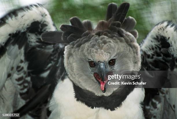 harpy eagle - harpyie stock-fotos und bilder