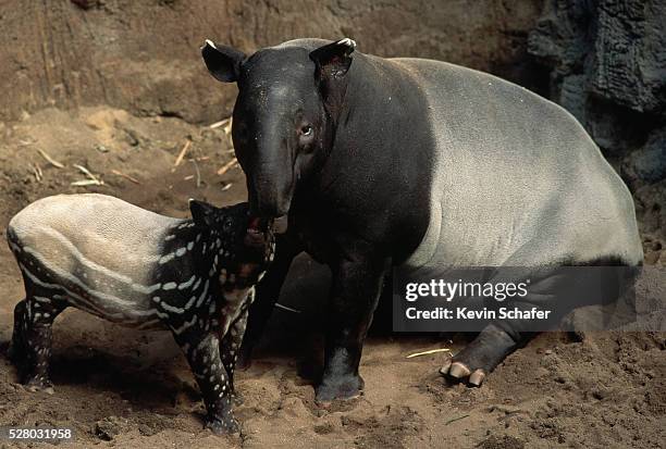 malayan tapir and calf - tapiro della malesia foto e immagini stock