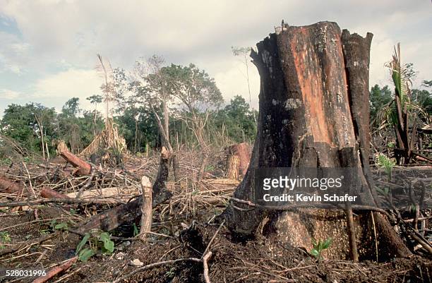 rain forest destruction in belize - deforestation bildbanksfoton och bilder