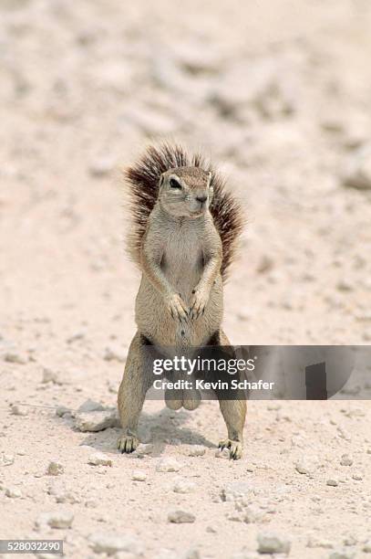 cape ground squirrel with large testicles - escroto fotografías e imágenes de stock