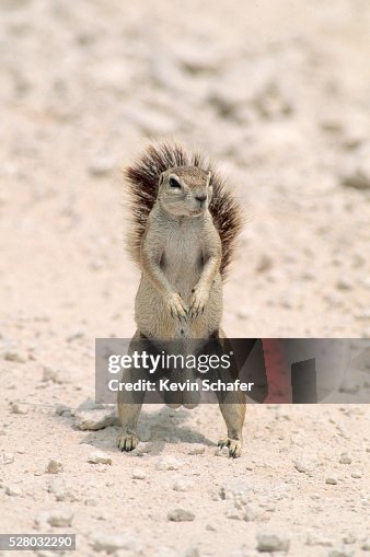 Cape Ground Squirrel with Large Testicles Cape Ground Squirrel with Large Testicles