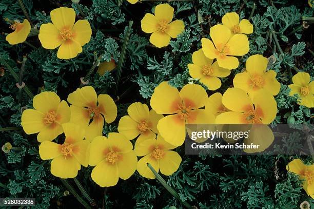 yellow california poppies - california poppies stock pictures, royalty-free photos & images