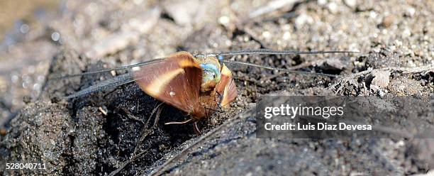 dragonfly hunting  (chasing) a moth - anax imperator stockfoto's en -beelden