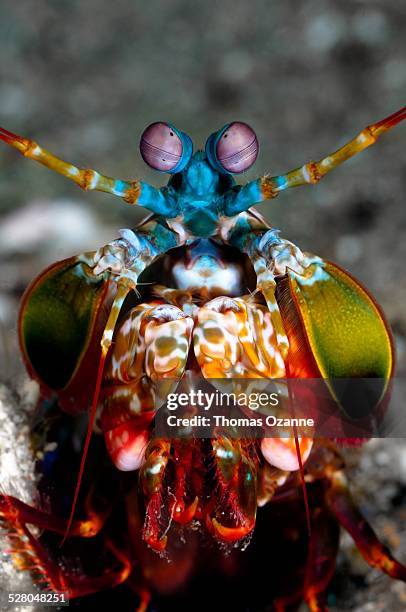 peacock mantis shrimp (odontodactylus scyllarus) - mantis shrimp stock pictures, royalty-free photos & images