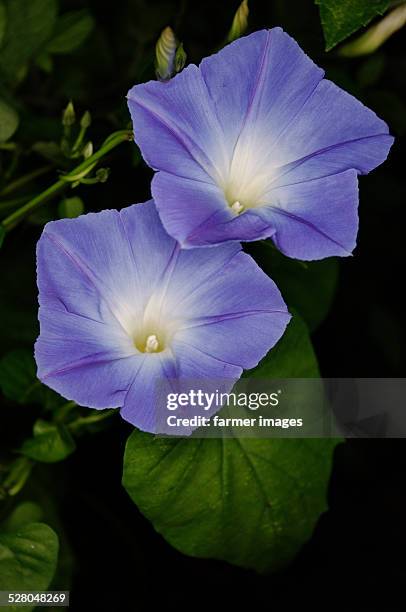 ipomoea tricolor 'tlitliltzin' - purperwinde stockfoto's en -beelden