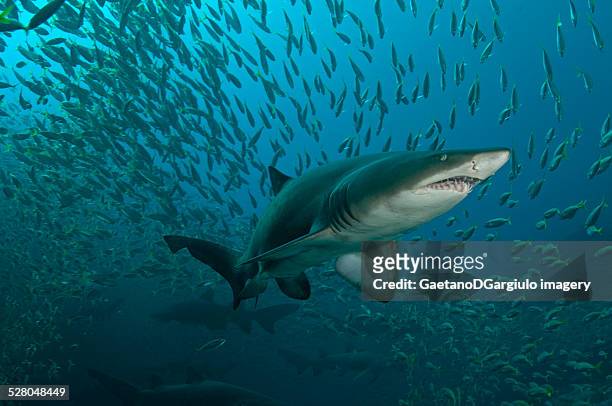 shark - sand tiger shark stock pictures, royalty-free photos & images