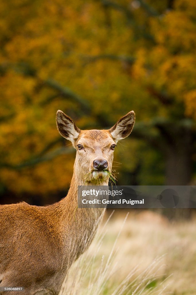 Close-up of a deer eating grass in autumn