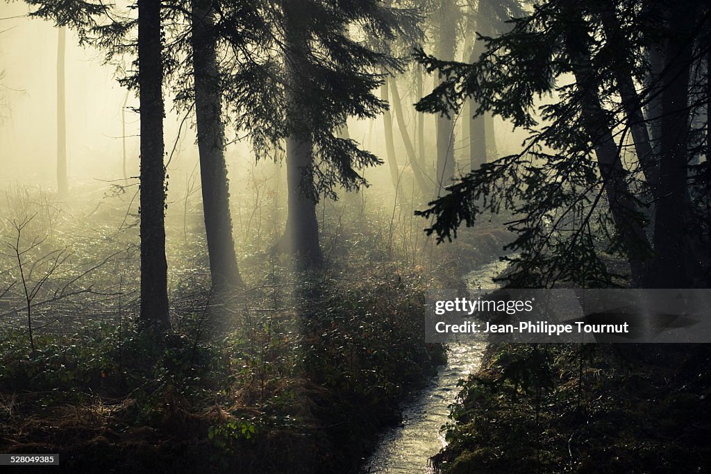 Magical Forest
