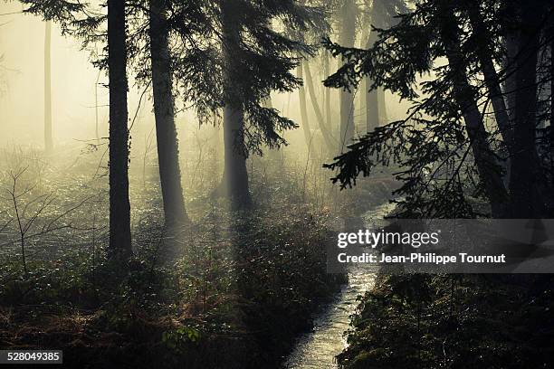 magical forest - eastern france stock pictures, royalty-free photos & images
