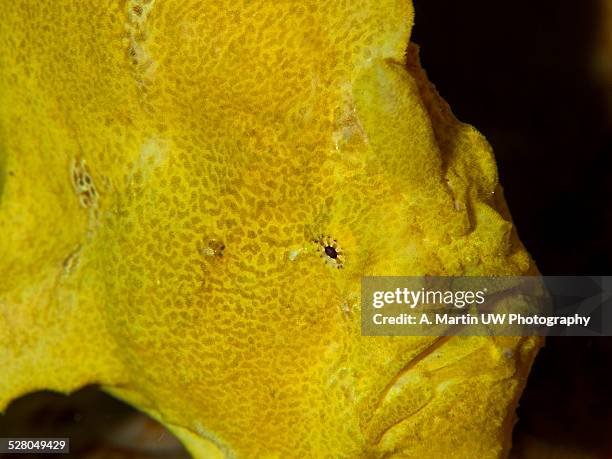 frog fish (antennarius sp.) - blackdevil fish stock pictures, royalty-free photos & images