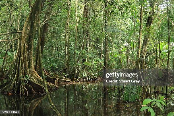 jungle swamp, corcovado national park, costa rica - osa peninsula stockfoto's en -beelden