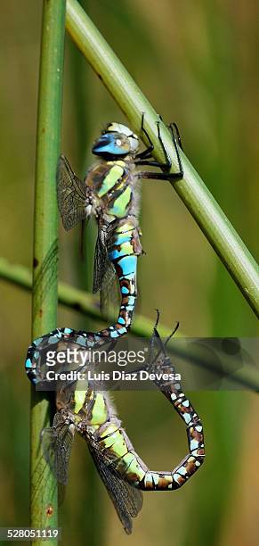 appendages at the abdomen of emperor dragonfly - anax imperator stockfoto's en -beelden
