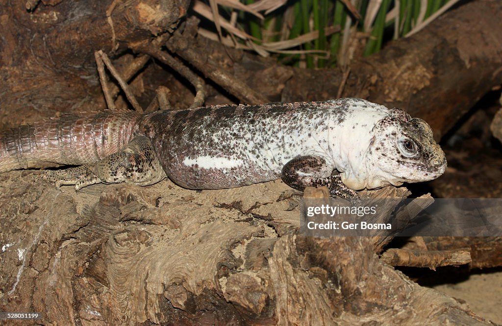 Utila iguana (Ctenosaura bakeri)