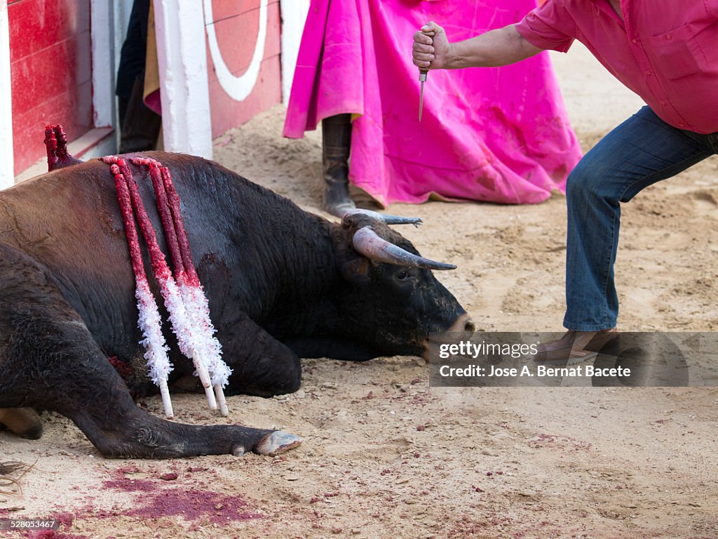 Man with a knife sacrificing a bull